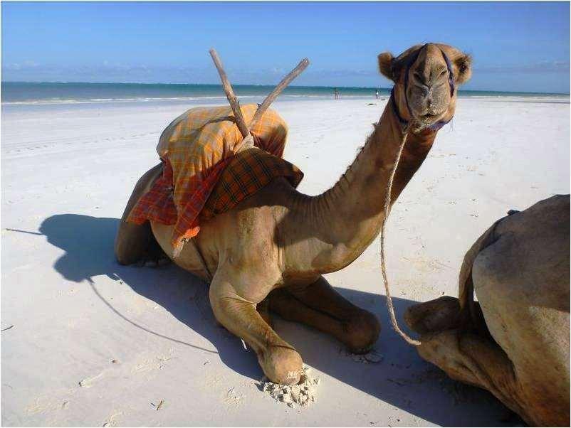 Lantana Galu Beach Diani Beach Natur foto